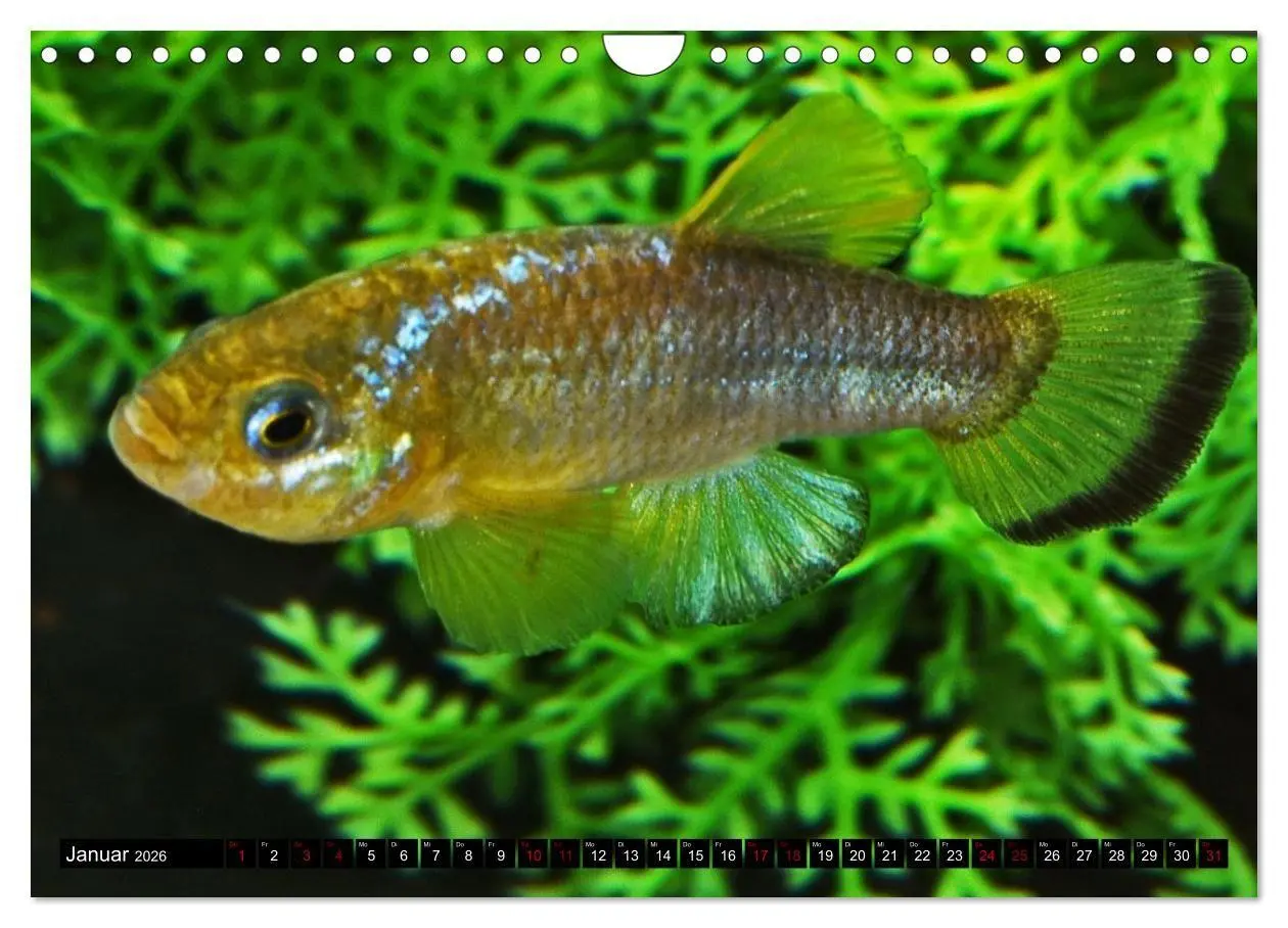 Bild: 9783457534557 | Outdoor-Aquaristik (Wandkalender 2026 DIN A4 quer), CALVENDO...