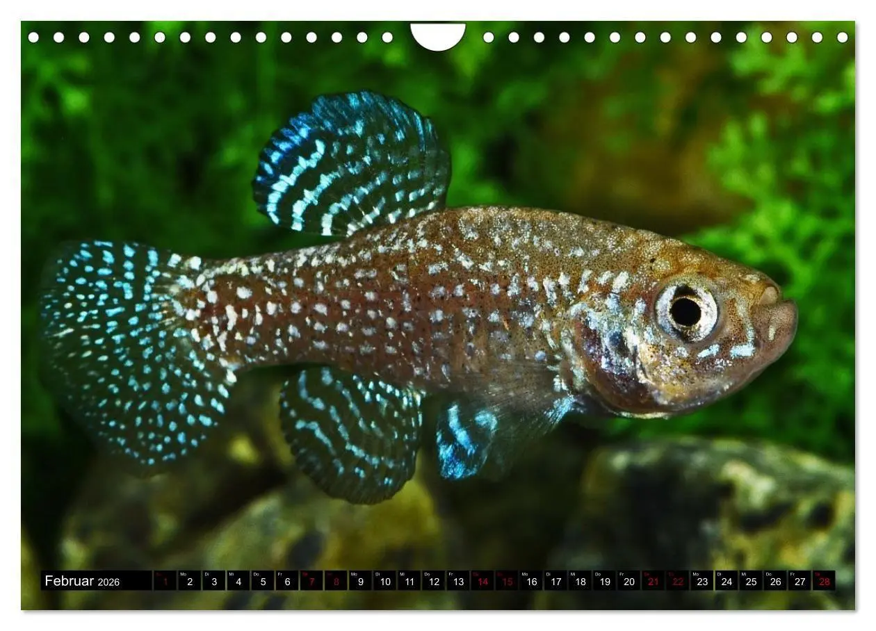 Bild: 9783457534557 | Outdoor-Aquaristik (Wandkalender 2026 DIN A4 quer), CALVENDO...