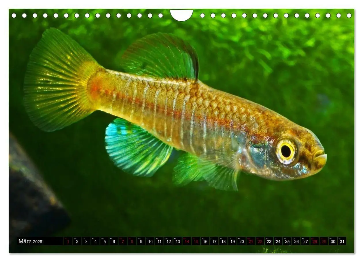 Bild: 9783457534557 | Outdoor-Aquaristik (Wandkalender 2026 DIN A4 quer), CALVENDO...
