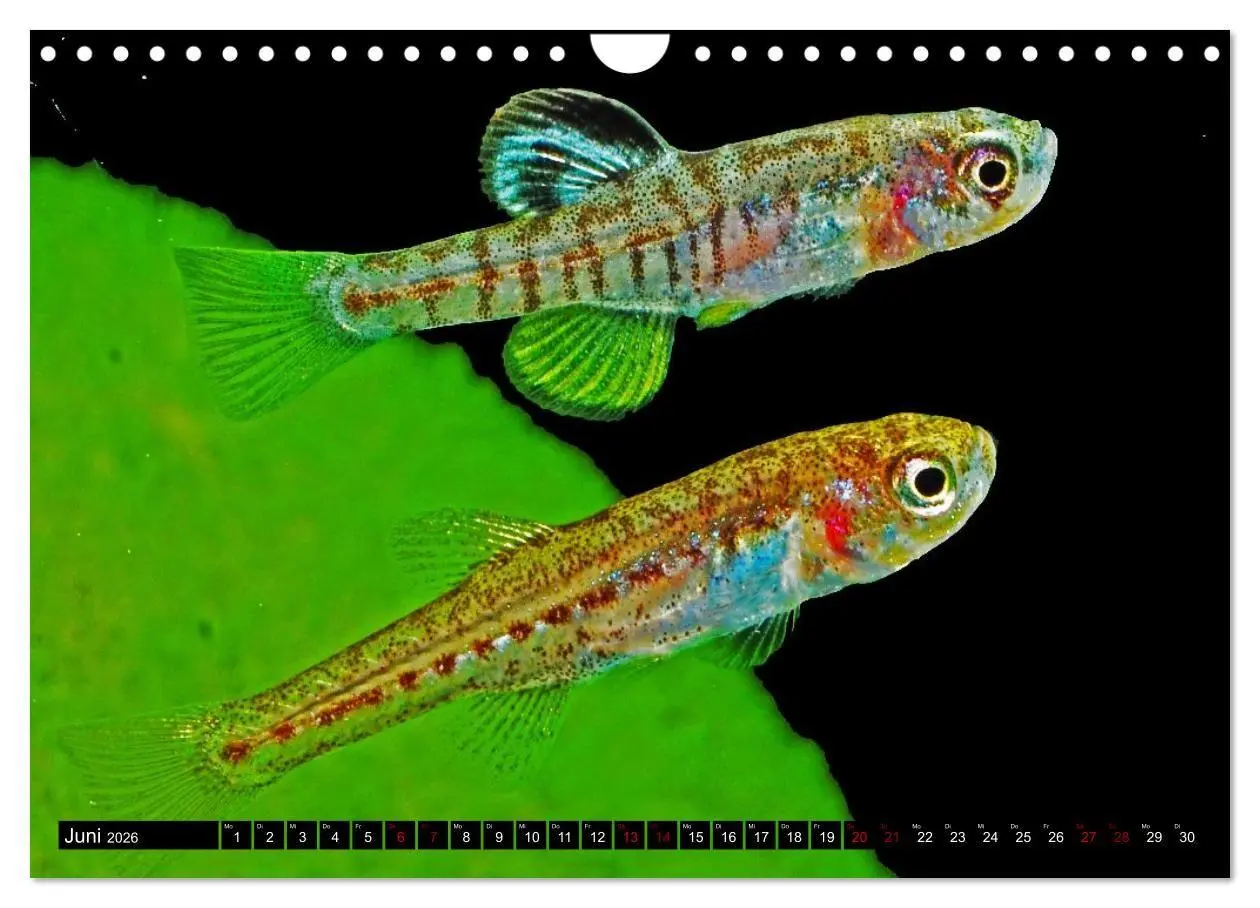 Bild: 9783457534557 | Outdoor-Aquaristik (Wandkalender 2026 DIN A4 quer), CALVENDO...