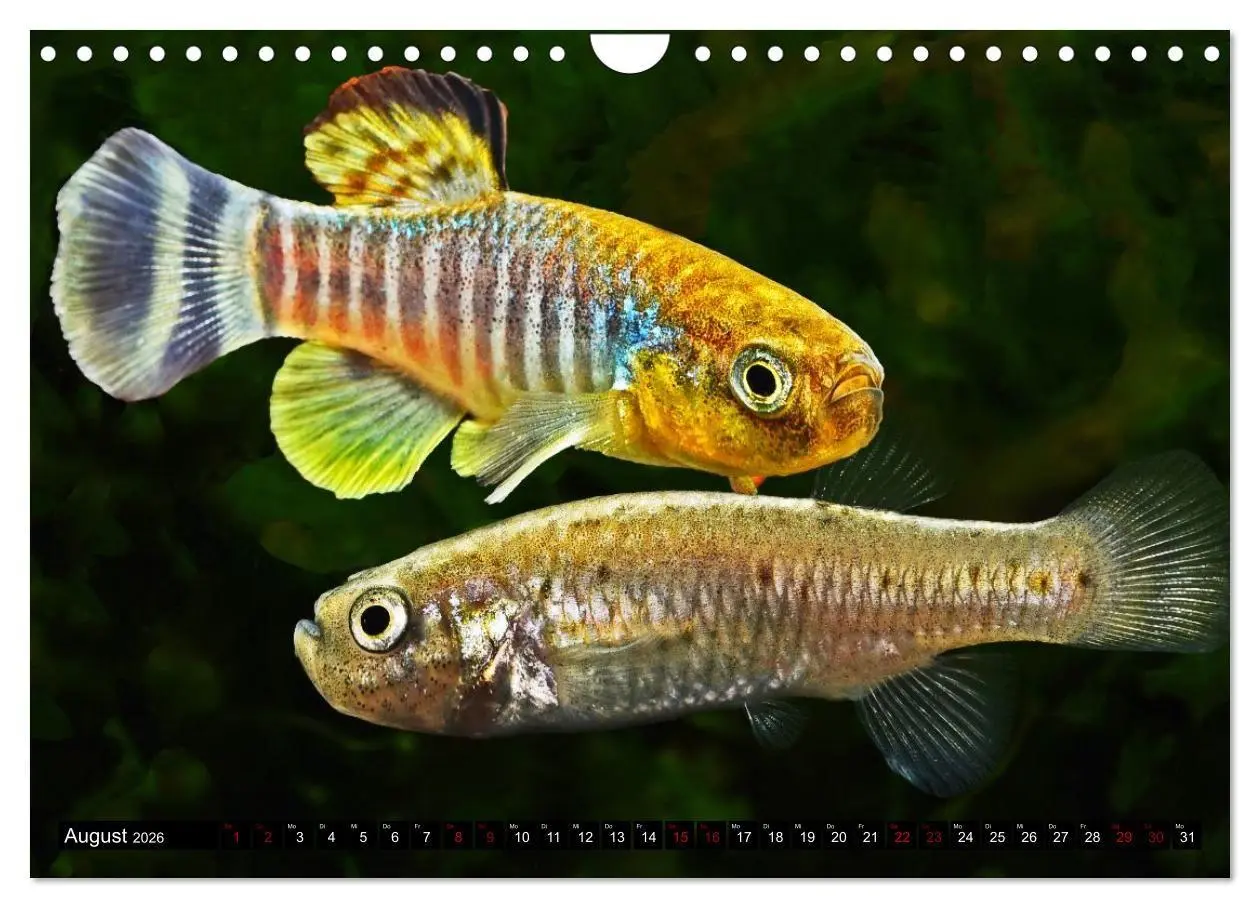 Bild: 9783457534557 | Outdoor-Aquaristik (Wandkalender 2026 DIN A4 quer), CALVENDO...