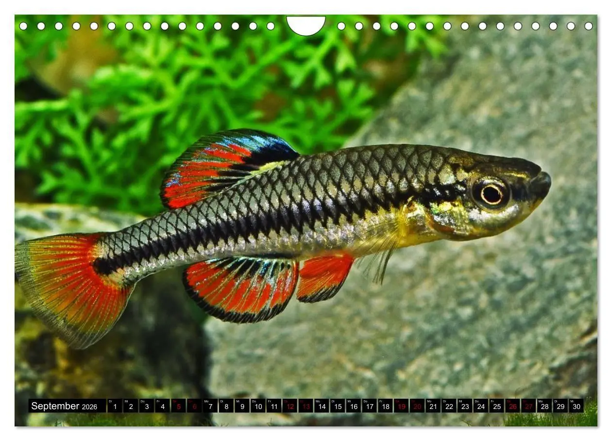 Bild: 9783457534557 | Outdoor-Aquaristik (Wandkalender 2026 DIN A4 quer), CALVENDO...