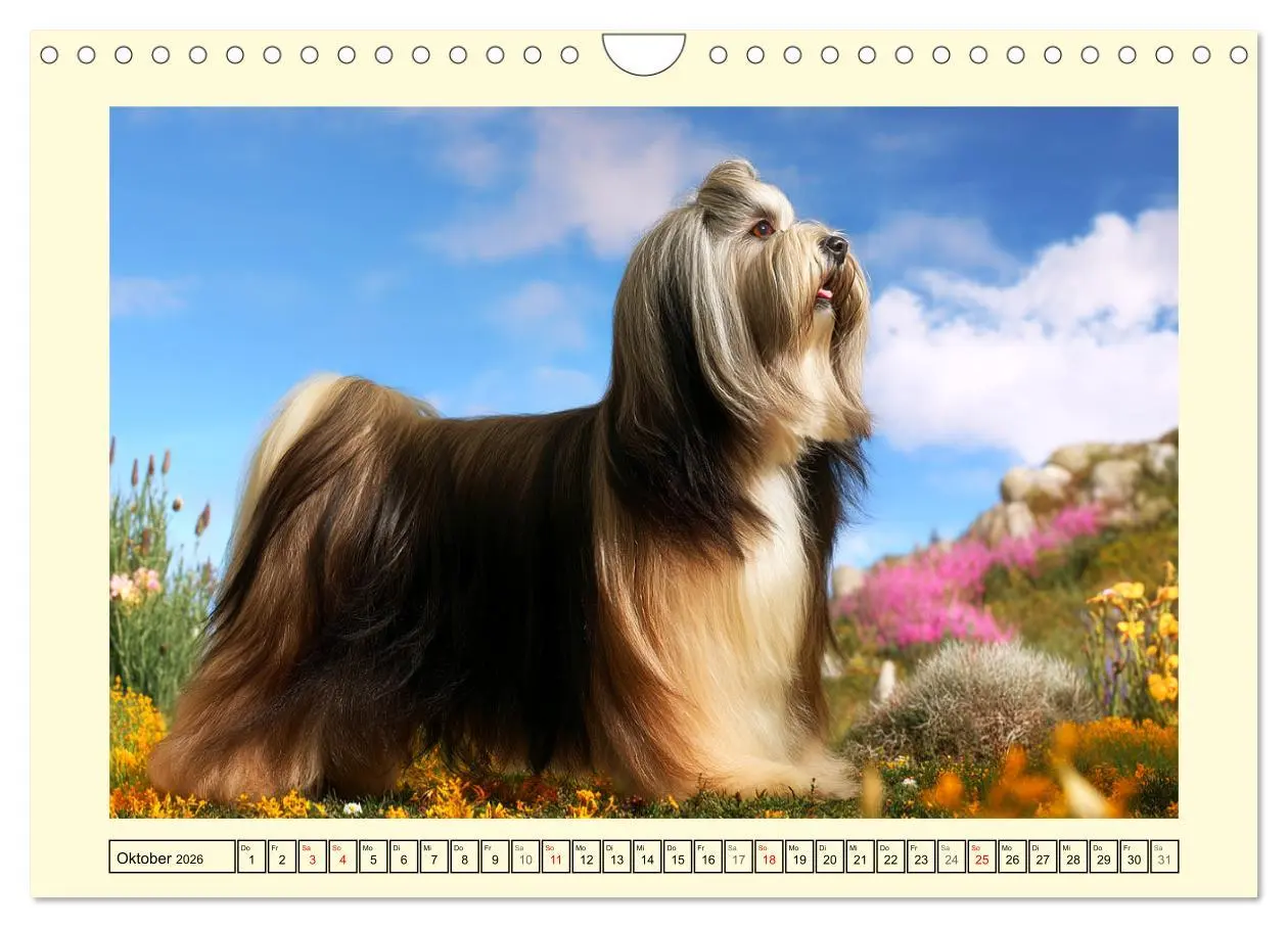 Bild: 9783457774557 | Lhasa Apso Charme. Die kleinen Hüter des Glücks (Wandkalender 2026...