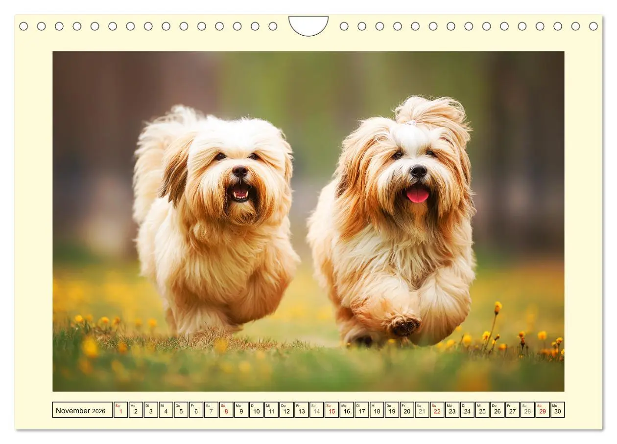 Bild: 9783457774557 | Lhasa Apso Charme. Die kleinen Hüter des Glücks (Wandkalender 2026...