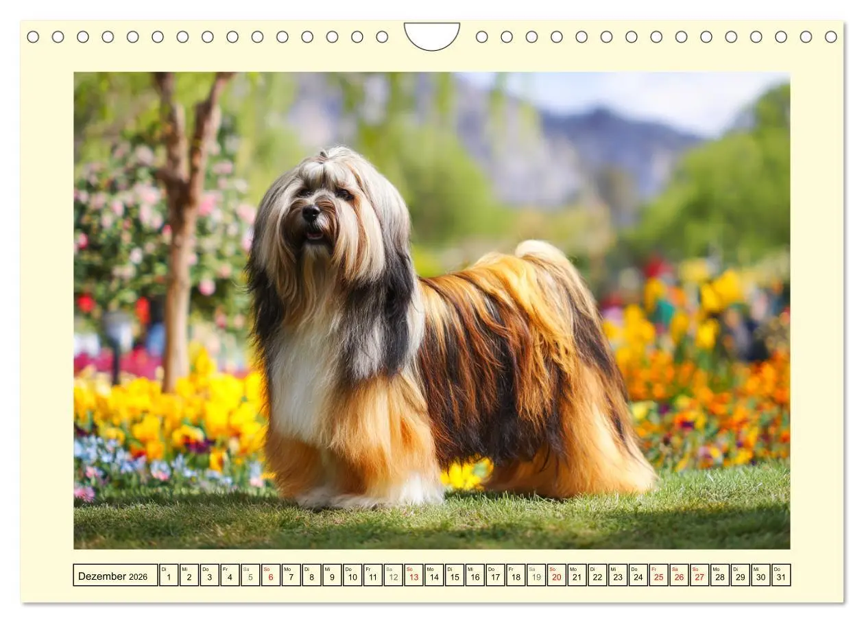 Bild: 9783457774557 | Lhasa Apso Charme. Die kleinen Hüter des Glücks (Wandkalender 2026...