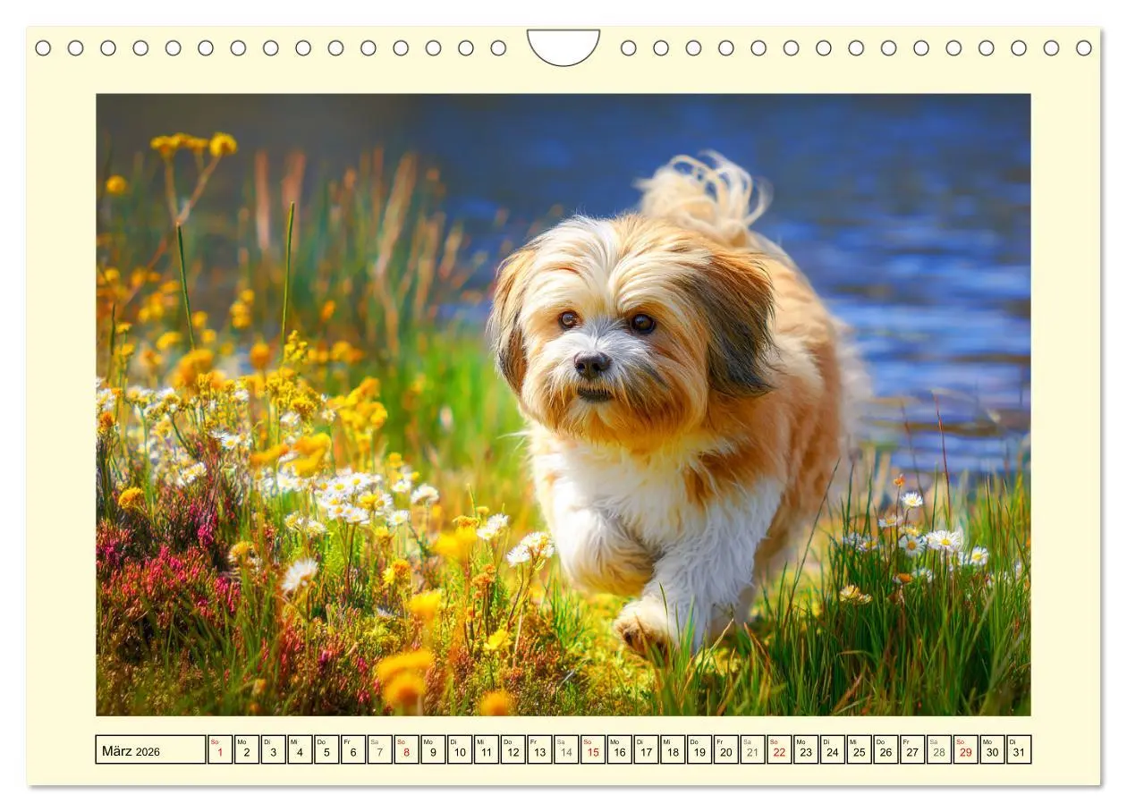 Bild: 9783457774557 | Lhasa Apso Charme. Die kleinen Hüter des Glücks (Wandkalender 2026...