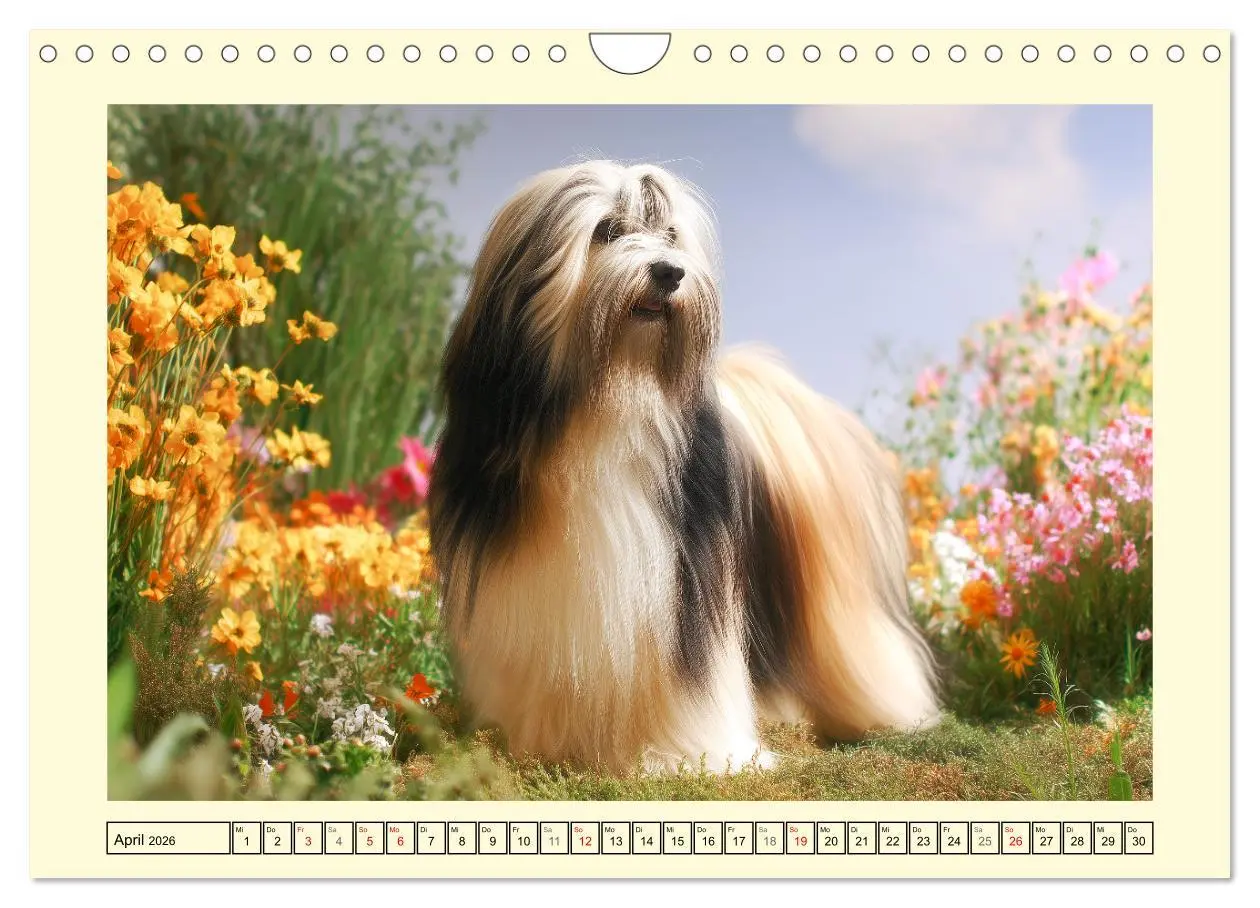Bild: 9783457774557 | Lhasa Apso Charme. Die kleinen Hüter des Glücks (Wandkalender 2026...