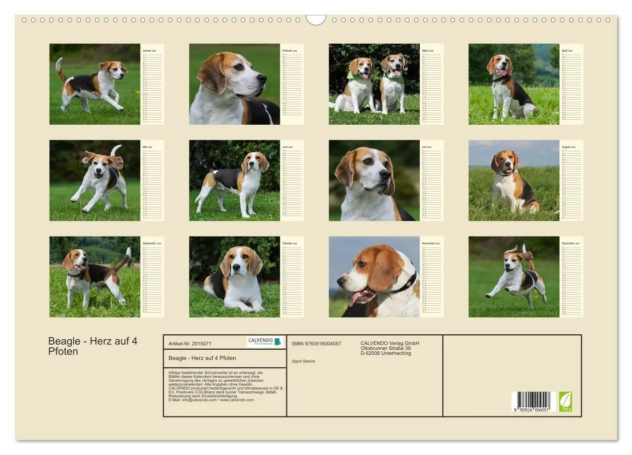 Bild: 9783516004557 | Beagle - Herz auf 4 Pfoten (Wandkalender 2026 DIN A2 quer),...