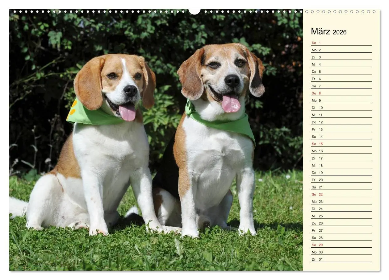 Bild: 9783516004557 | Beagle - Herz auf 4 Pfoten (Wandkalender 2026 DIN A2 quer),...