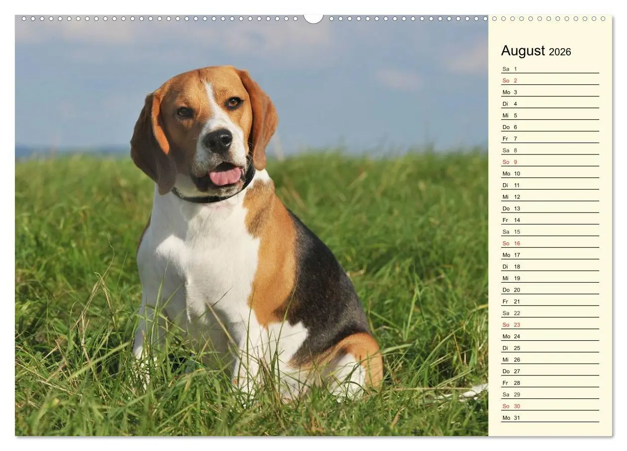 Bild: 9783516004557 | Beagle - Herz auf 4 Pfoten (Wandkalender 2026 DIN A2 quer),...