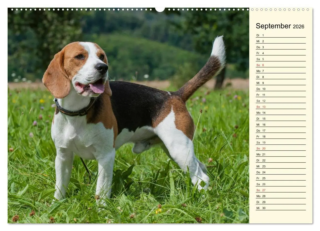 Bild: 9783516004557 | Beagle - Herz auf 4 Pfoten (Wandkalender 2026 DIN A2 quer),...
