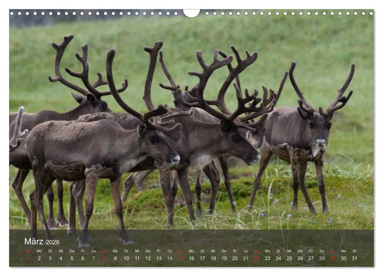 Bild: 9783516174557 | Lappland 2026 (Wandkalender 2026 DIN A3 quer), CALVENDO Monatskalender