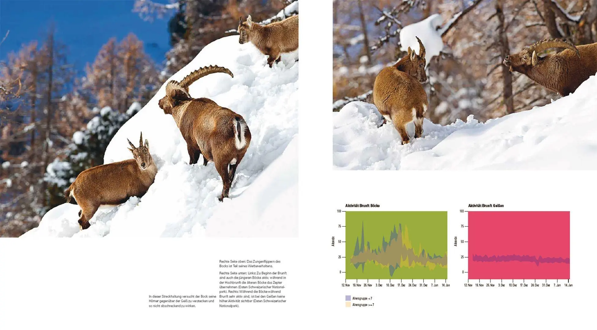 Bild: 9783258084657 | Der Steinbock | Leben auf schmalem Grat | Flurin Filli | Buch | 208 S.