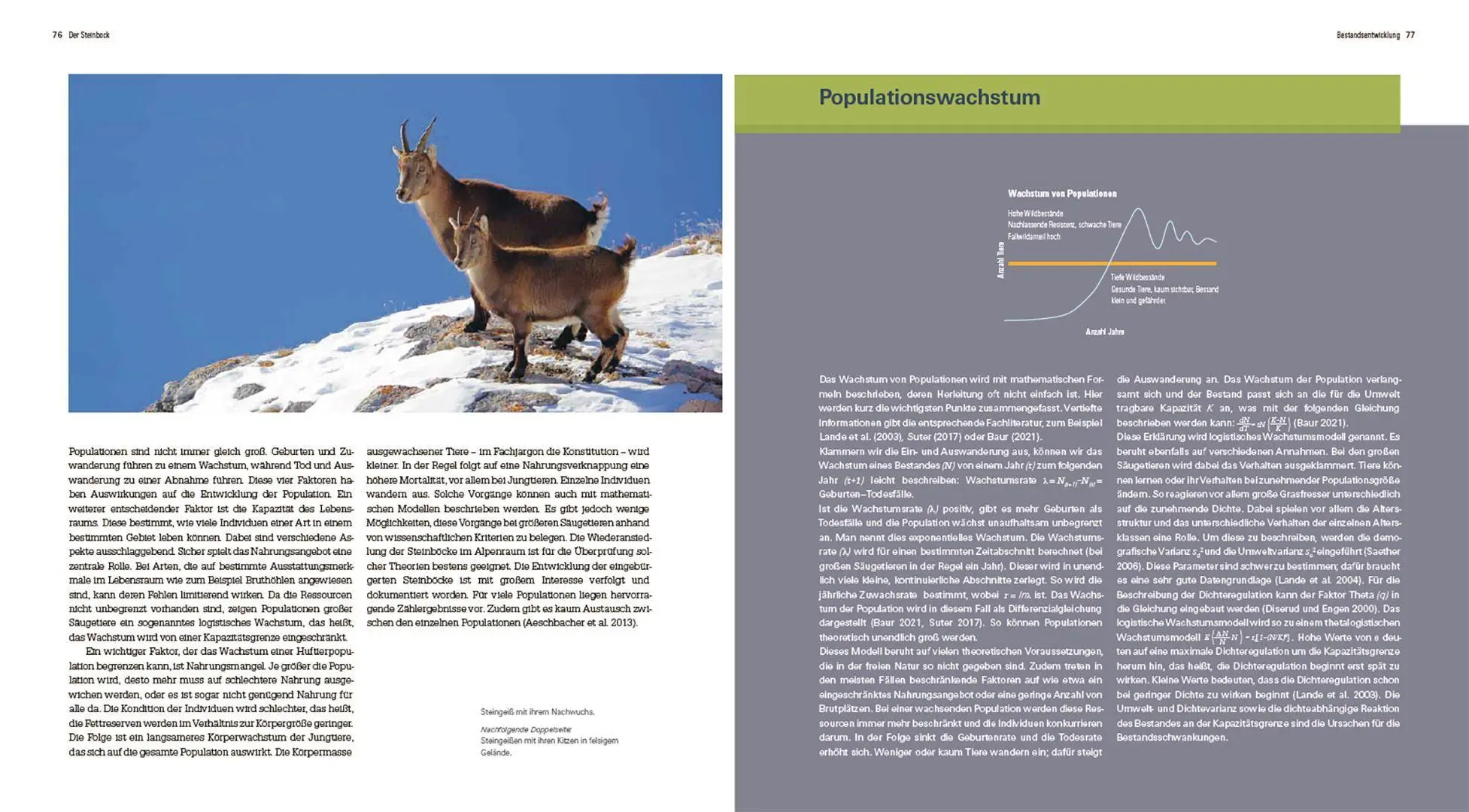 Bild: 9783258084657 | Der Steinbock | Leben auf schmalem Grat | Flurin Filli | Buch | 208 S.