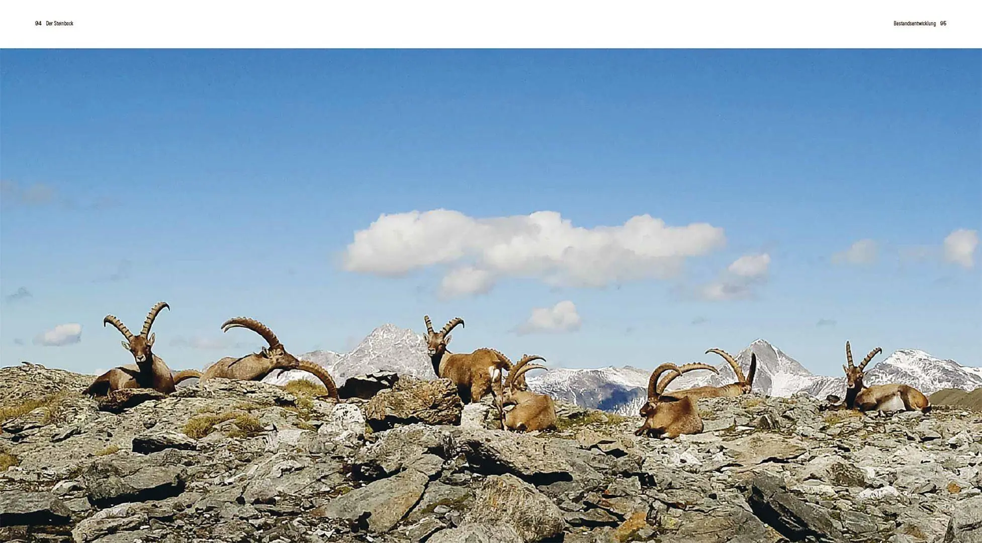 Bild: 9783258084657 | Der Steinbock | Leben auf schmalem Grat | Flurin Filli | Buch | 208 S.