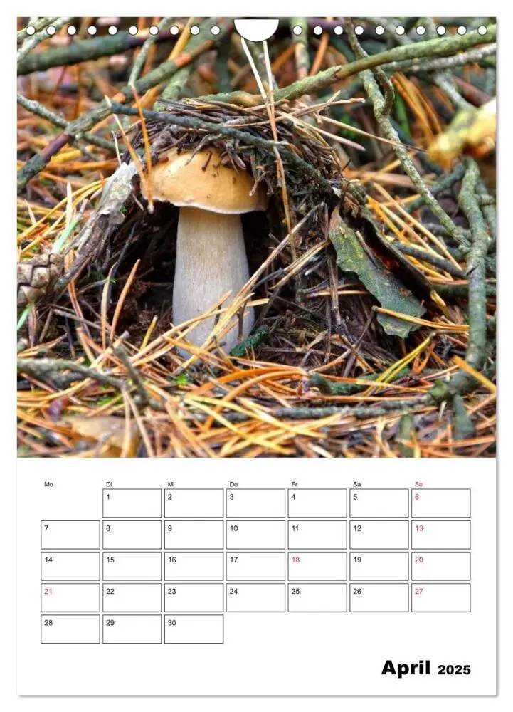 Bild: 9783457054857 | Heimische Waldpilze (Wandkalender 2025 DIN A4 hoch), CALVENDO...