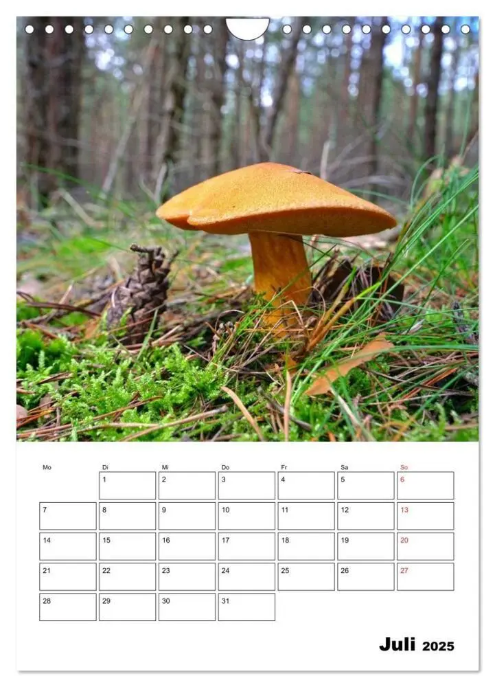 Bild: 9783457054857 | Heimische Waldpilze (Wandkalender 2025 DIN A4 hoch), CALVENDO...