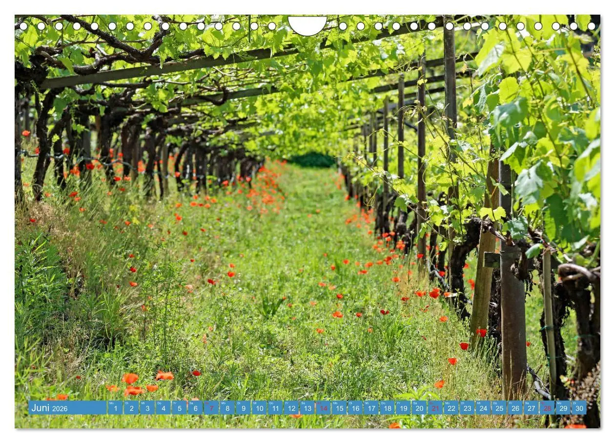 Bild: 9783457674857 | Rund um den Kalterer See (Wandkalender 2026 DIN A4 quer), CALVENDO...