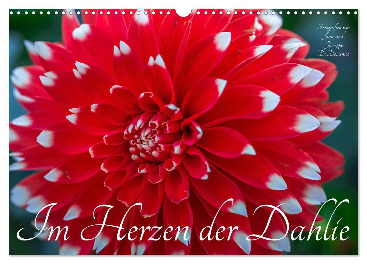 Cover: 9783457545157 | Im Herzen der Dahlie (Wandkalender 2026 DIN A3 quer), CALVENDO...
