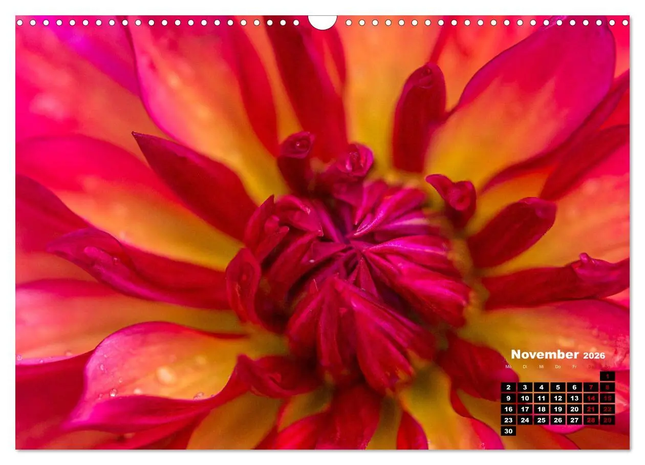 Bild: 9783457545157 | Im Herzen der Dahlie (Wandkalender 2026 DIN A3 quer), CALVENDO...
