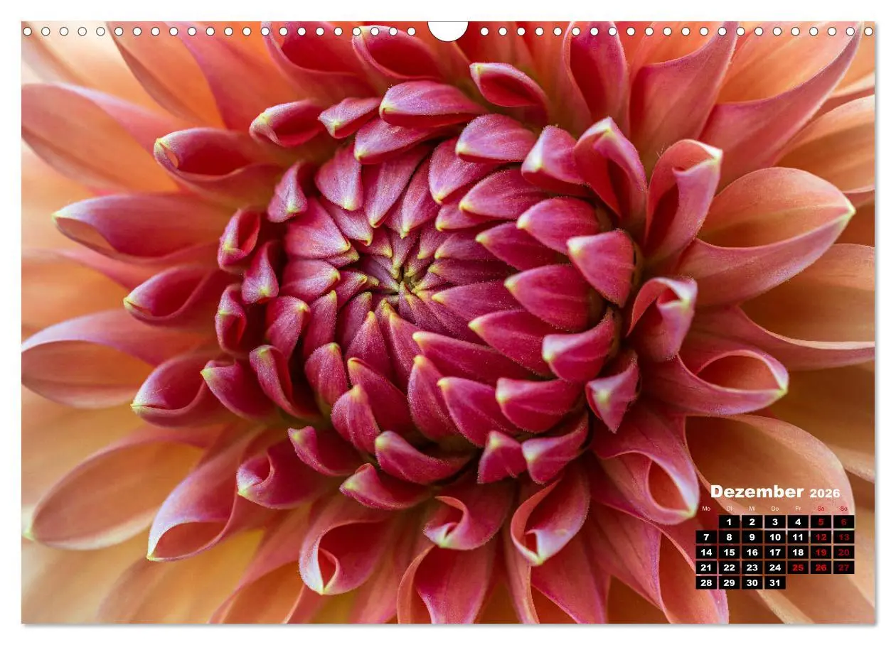 Bild: 9783457545157 | Im Herzen der Dahlie (Wandkalender 2026 DIN A3 quer), CALVENDO...