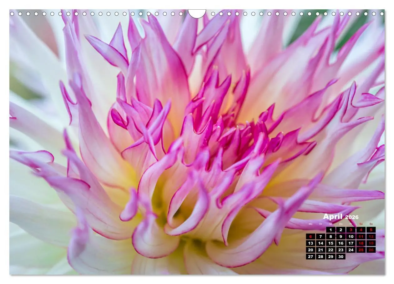 Bild: 9783457545157 | Im Herzen der Dahlie (Wandkalender 2026 DIN A3 quer), CALVENDO...