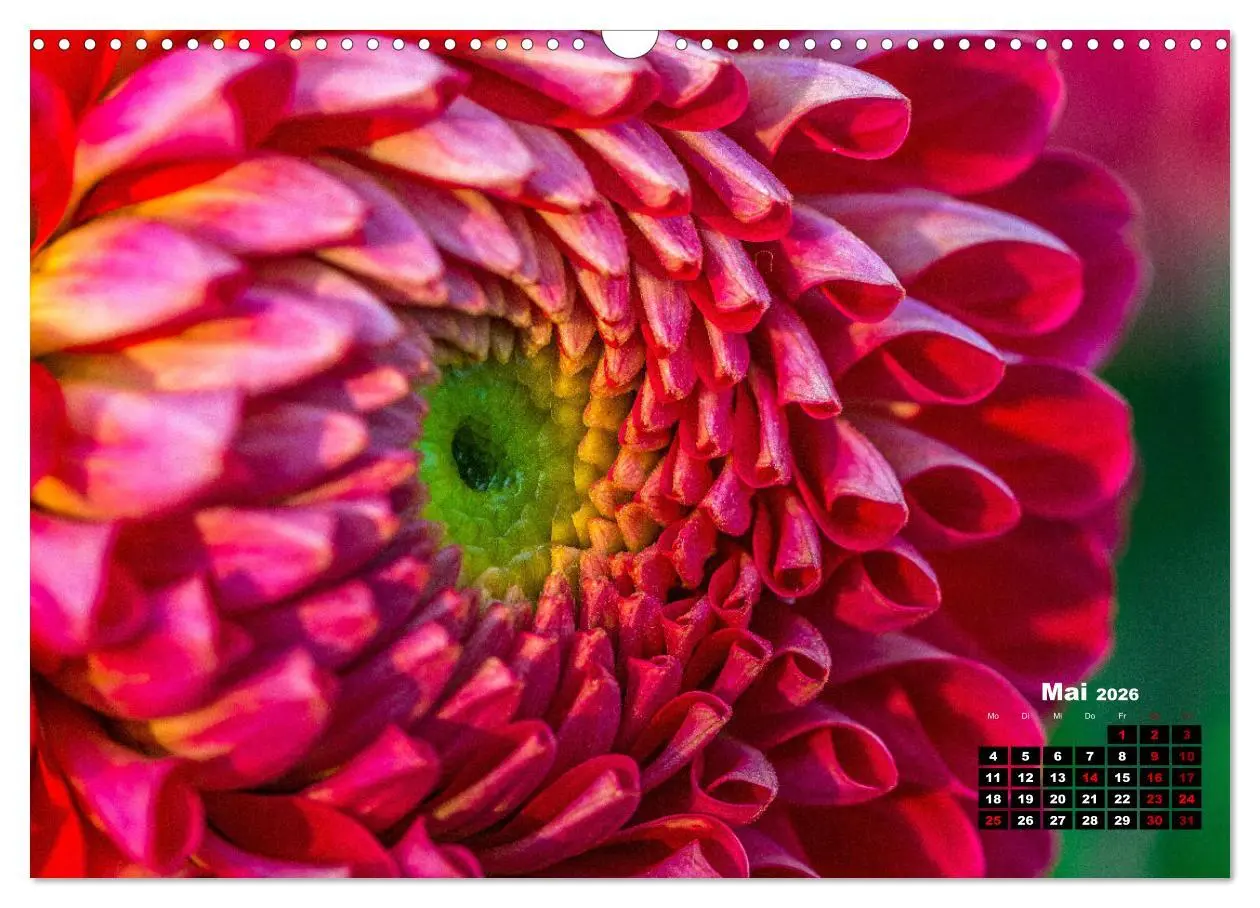 Bild: 9783457545157 | Im Herzen der Dahlie (Wandkalender 2026 DIN A3 quer), CALVENDO...