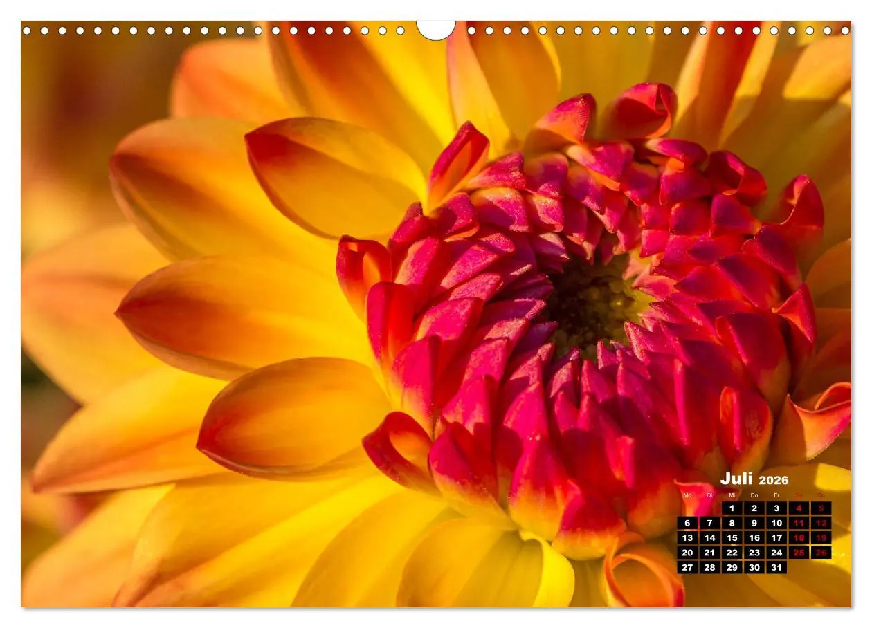 Bild: 9783457545157 | Im Herzen der Dahlie (Wandkalender 2026 DIN A3 quer), CALVENDO...