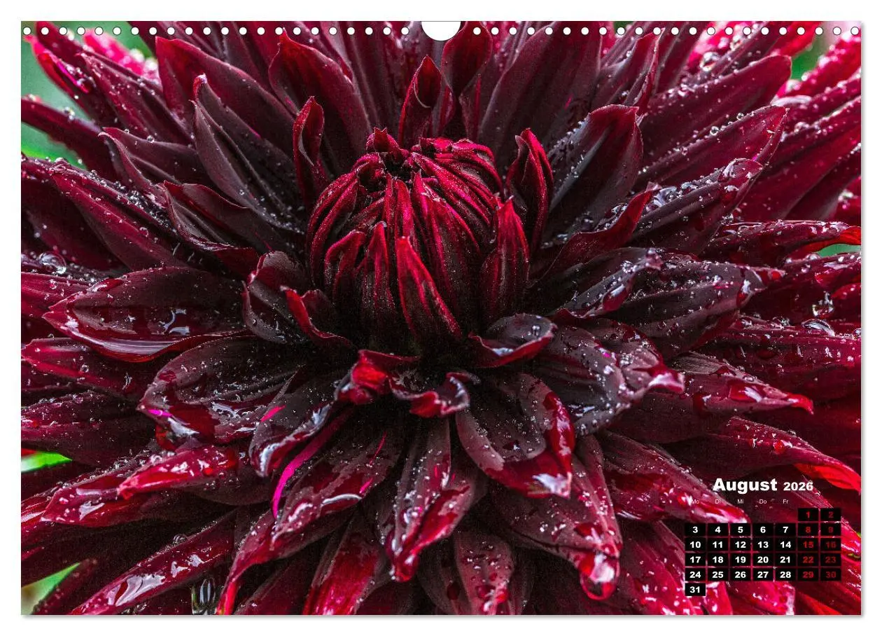 Bild: 9783457545157 | Im Herzen der Dahlie (Wandkalender 2026 DIN A3 quer), CALVENDO...