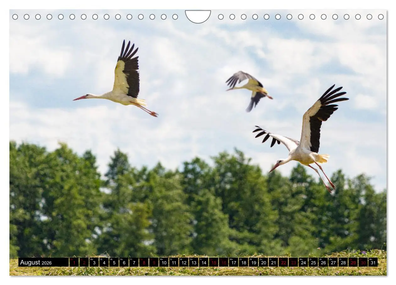 Bild: 9783457775257 | ERMLAND MASUREN (Wandkalender 2026 DIN A4 quer), CALVENDO...
