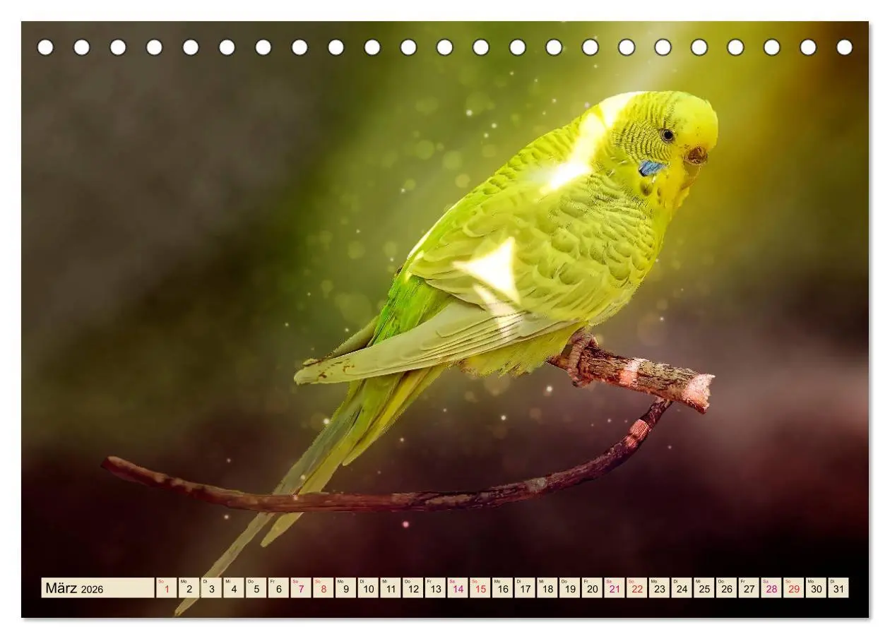 Bild: 9783457845257 | Wunderschöner Wellensittich (Tischkalender 2026 DIN A5 quer),...