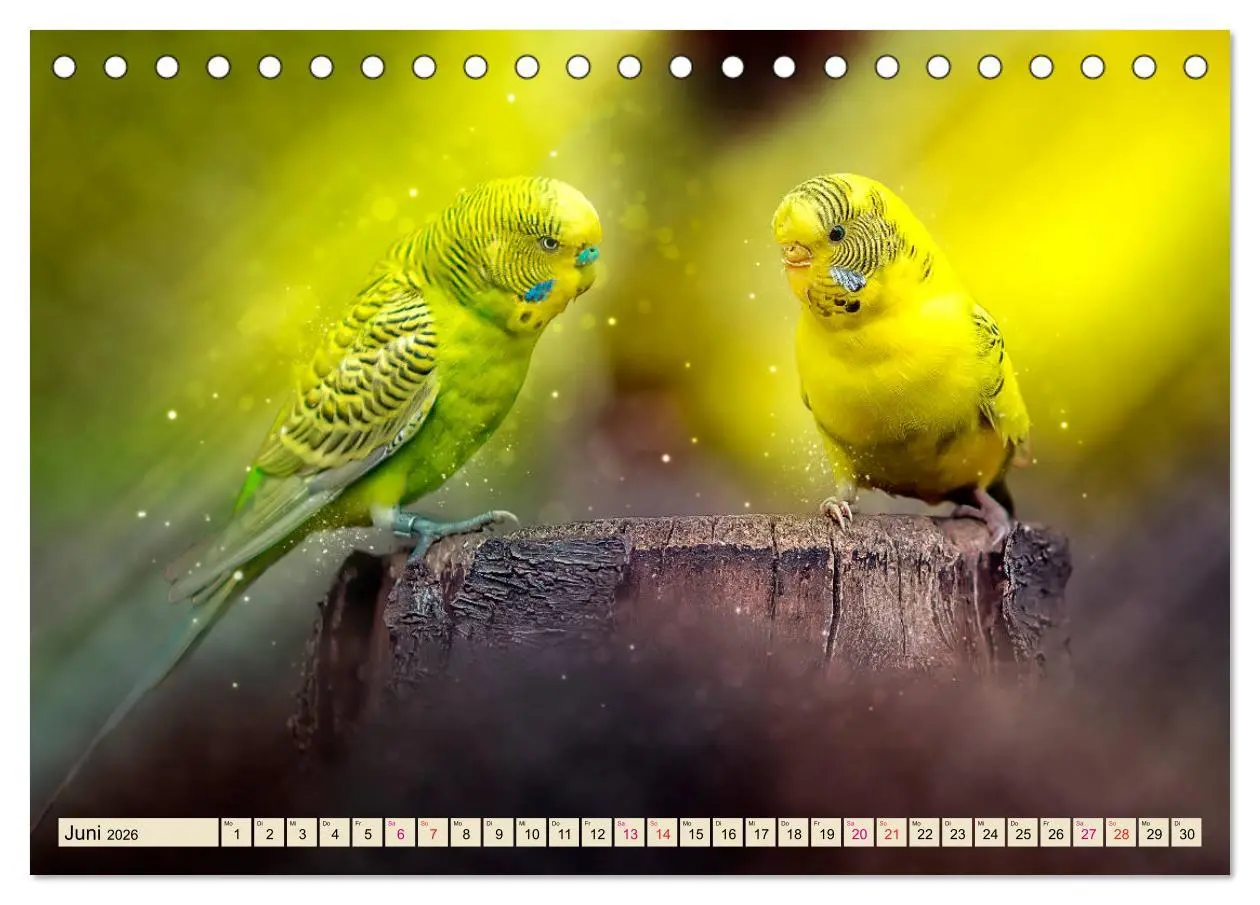Bild: 9783457845257 | Wunderschöner Wellensittich (Tischkalender 2026 DIN A5 quer),...