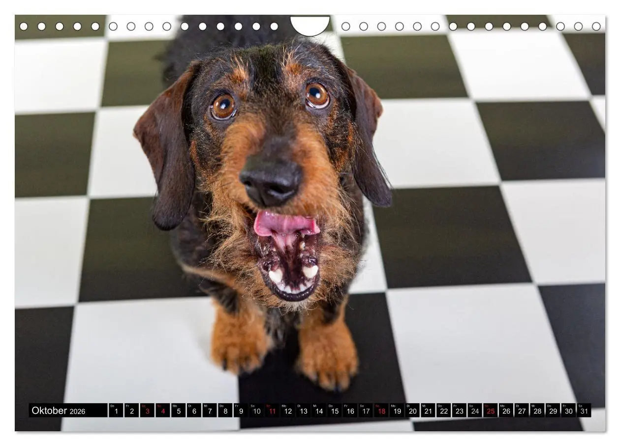 Bild: 9783516165357 | DACKEL 2026 Frech und Liebenwert (Wandkalender 2026 DIN A4 quer),...