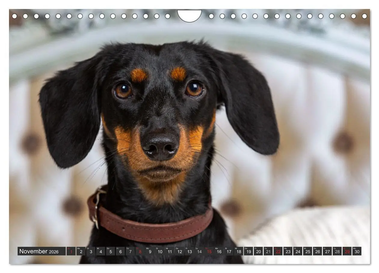 Bild: 9783516165357 | DACKEL 2026 Frech und Liebenwert (Wandkalender 2026 DIN A4 quer),...