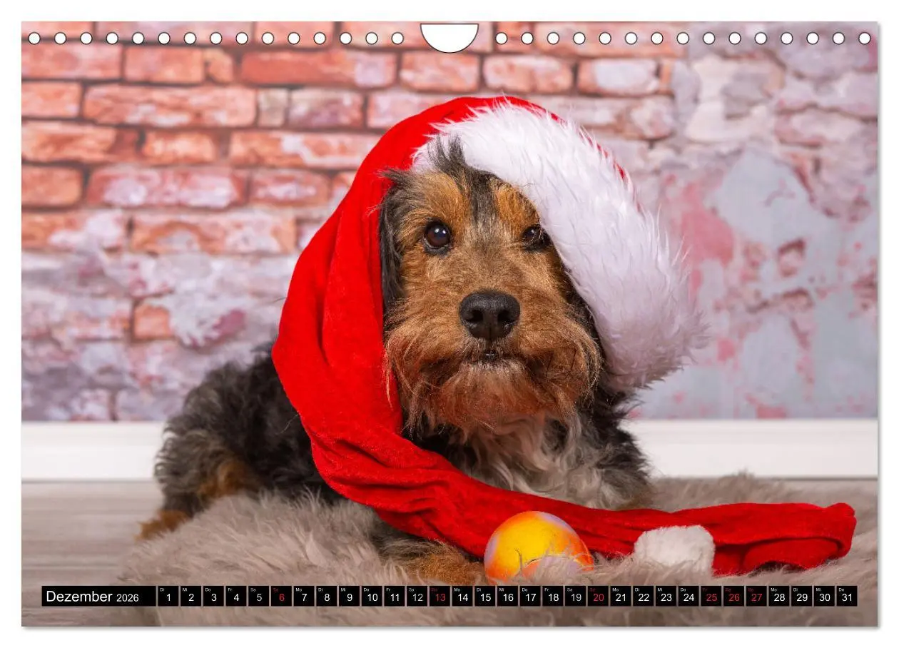 Bild: 9783516165357 | DACKEL 2026 Frech und Liebenwert (Wandkalender 2026 DIN A4 quer),...