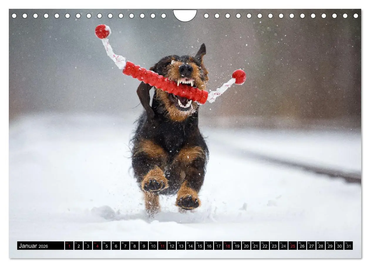 Bild: 9783516165357 | DACKEL 2026 Frech und Liebenwert (Wandkalender 2026 DIN A4 quer),...