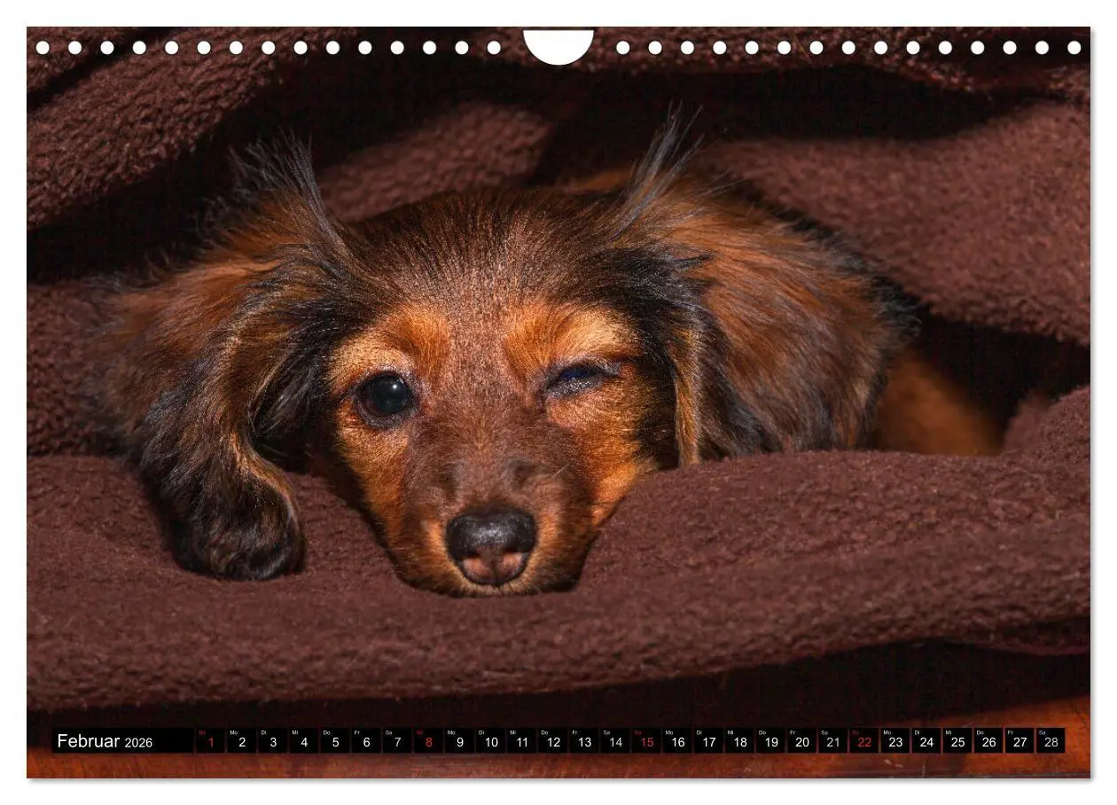 Bild: 9783516165357 | DACKEL 2026 Frech und Liebenwert (Wandkalender 2026 DIN A4 quer),...