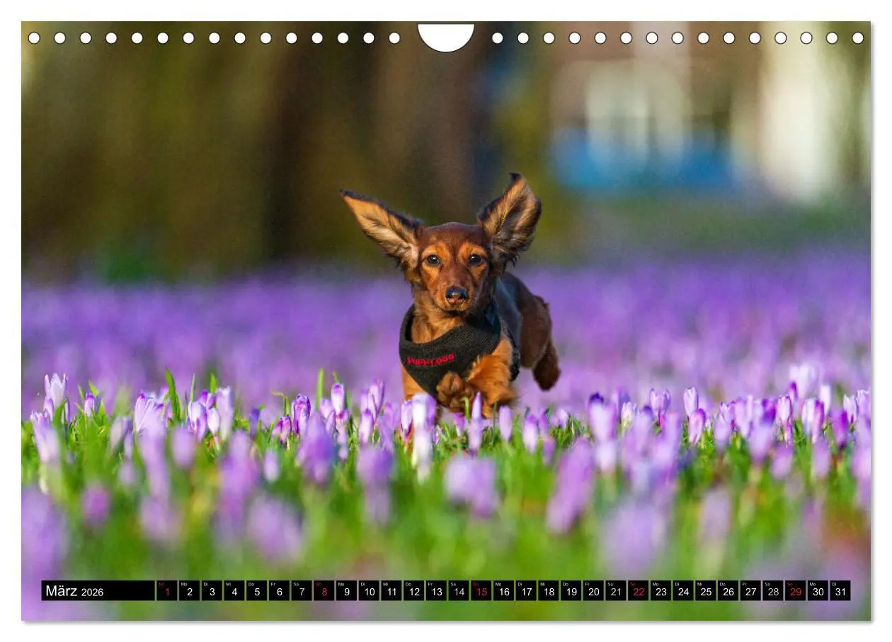Bild: 9783516165357 | DACKEL 2026 Frech und Liebenwert (Wandkalender 2026 DIN A4 quer),...