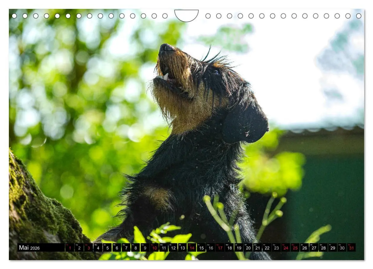 Bild: 9783516165357 | DACKEL 2026 Frech und Liebenwert (Wandkalender 2026 DIN A4 quer),...