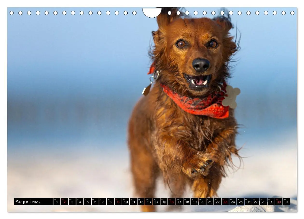 Bild: 9783516165357 | DACKEL 2026 Frech und Liebenwert (Wandkalender 2026 DIN A4 quer),...