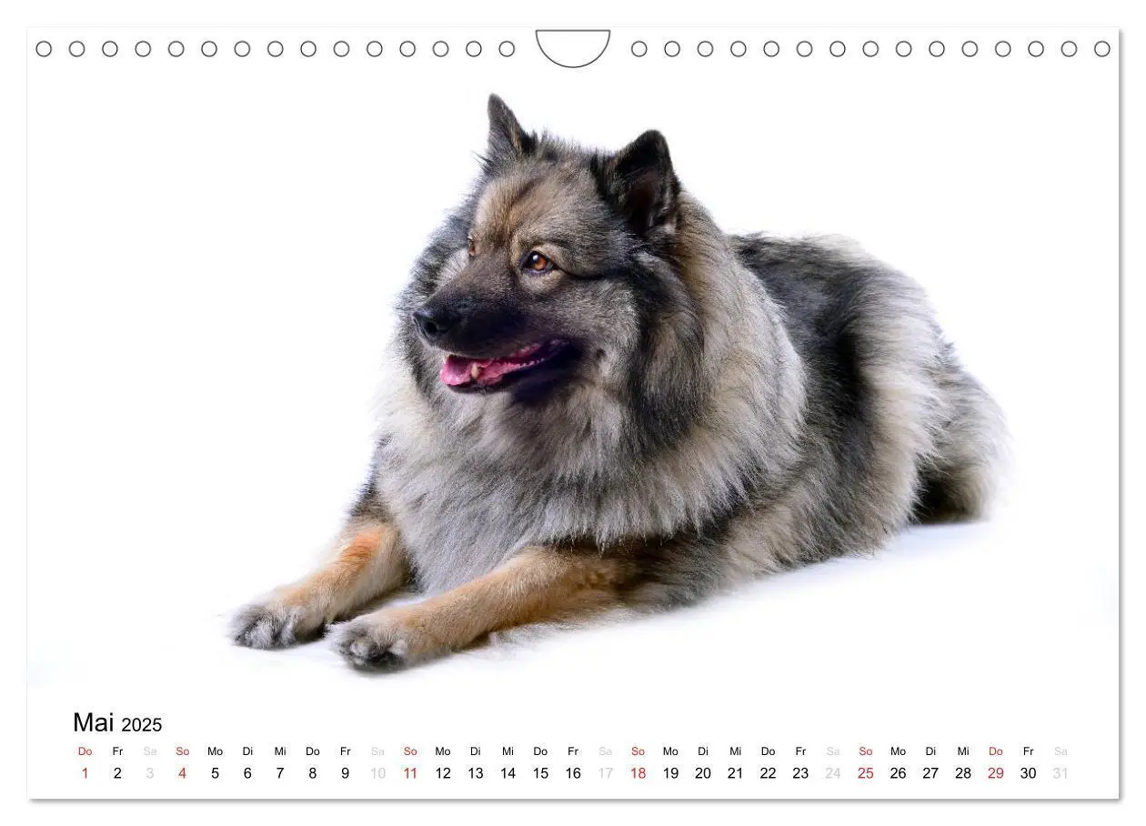Bild: 9783435805457 | Der Wolfsspitz (Wandkalender 2025 DIN A4 quer), CALVENDO...