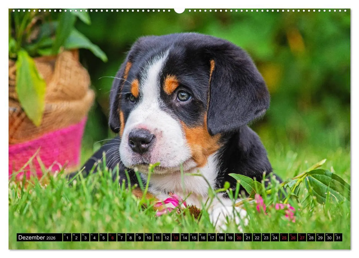 Bild: 9783457685457 | Ein Hund zum Verlieben - Großer Schweizer Sennenhund (hochwertiger...