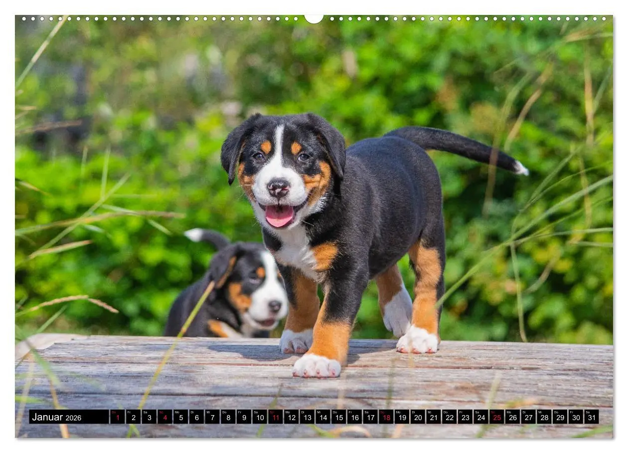 Bild: 9783457685457 | Ein Hund zum Verlieben - Großer Schweizer Sennenhund (hochwertiger...