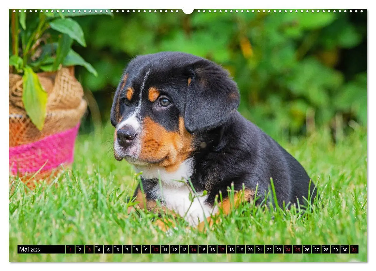Bild: 9783457685457 | Ein Hund zum Verlieben - Großer Schweizer Sennenhund (hochwertiger...