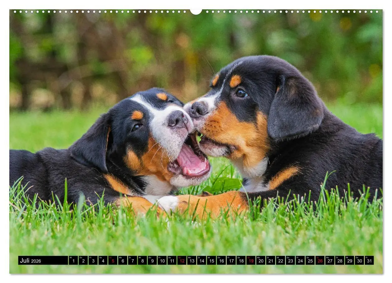 Bild: 9783457685457 | Ein Hund zum Verlieben - Großer Schweizer Sennenhund (hochwertiger...