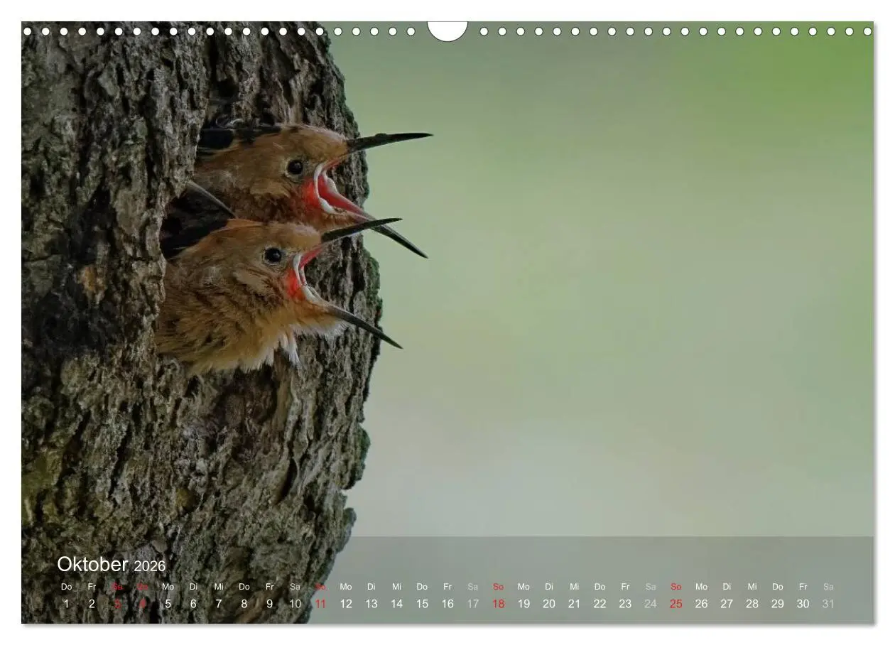 Bild: 9783457995457 | Wiedehopf (Wandkalender 2026 DIN A3 quer), CALVENDO Monatskalender