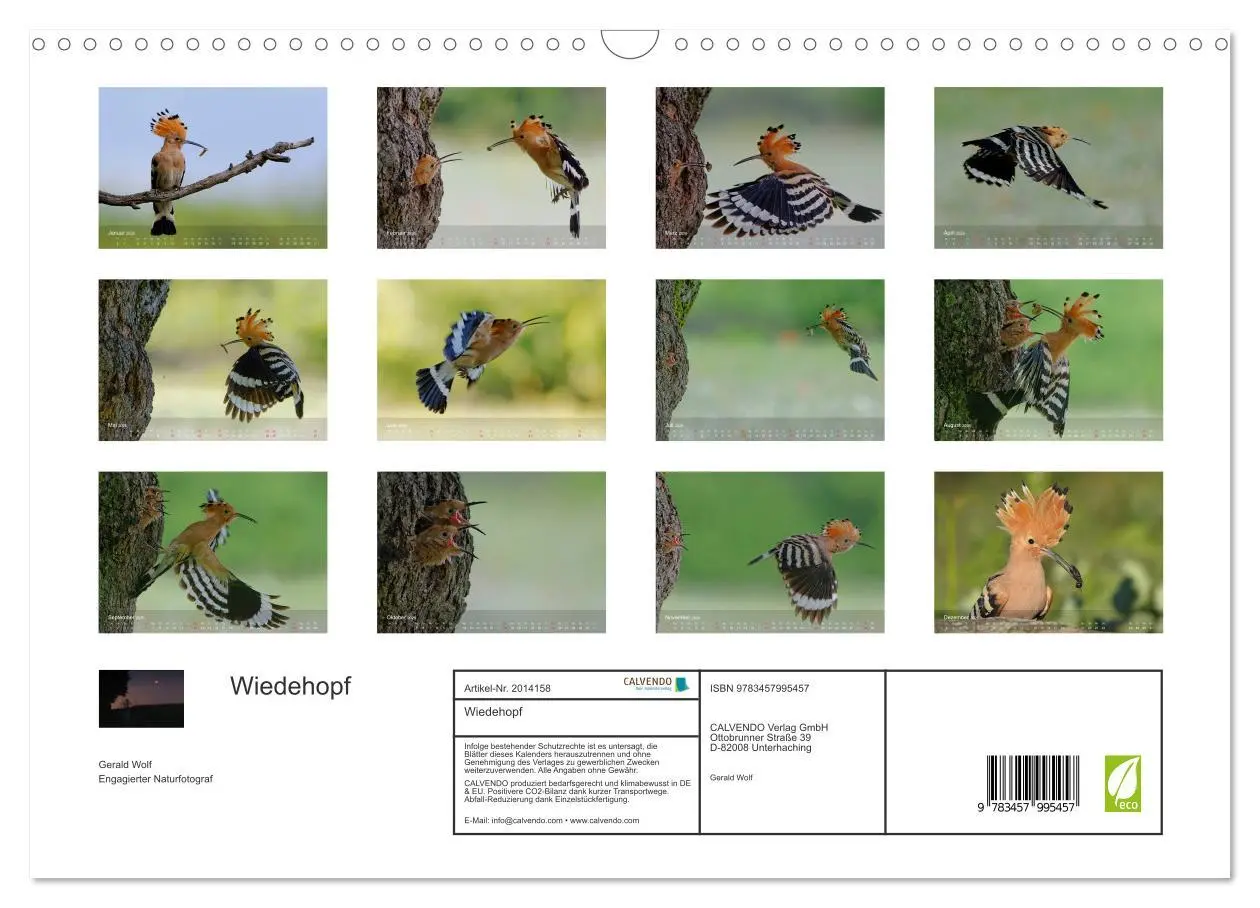 Bild: 9783457995457 | Wiedehopf (Wandkalender 2026 DIN A3 quer), CALVENDO Monatskalender
