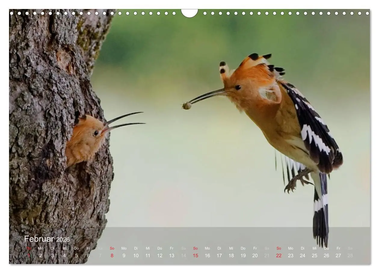 Bild: 9783457995457 | Wiedehopf (Wandkalender 2026 DIN A3 quer), CALVENDO Monatskalender