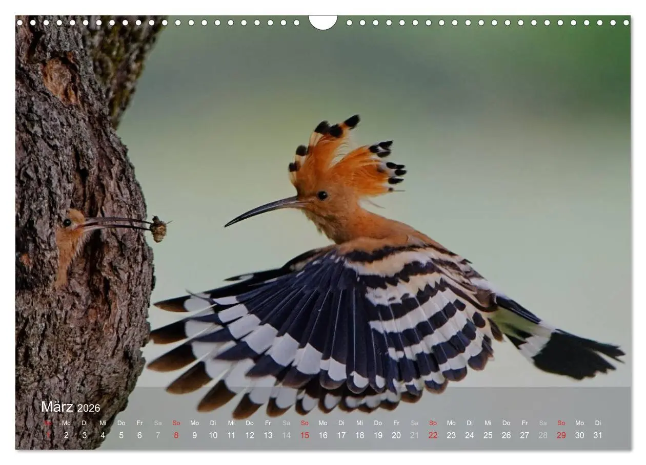 Bild: 9783457995457 | Wiedehopf (Wandkalender 2026 DIN A3 quer), CALVENDO Monatskalender