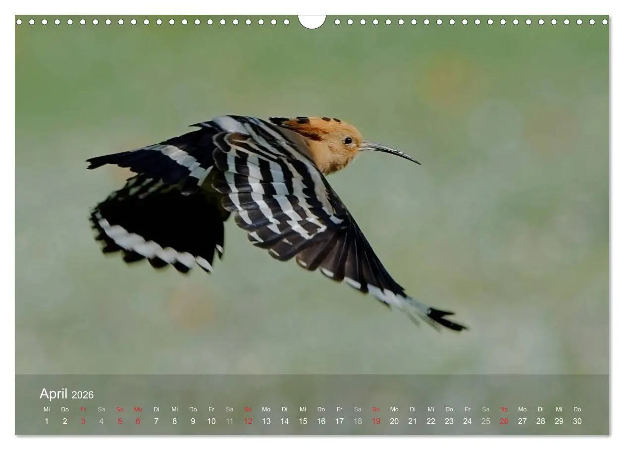 Bild: 9783457995457 | Wiedehopf (Wandkalender 2026 DIN A3 quer), CALVENDO Monatskalender